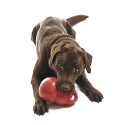 Kong Bounzer Bold hundelegetj